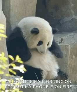 Panda Huahua GIF - Panda Huahua GIFs
