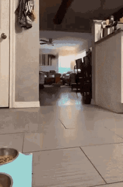 Kitty Cat GIF - Kitty Cat Arrival GIFs