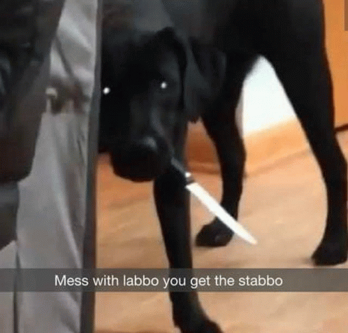 Mess With The Labbo Stabbo GIF - Mess With The Labbo Stabbo Labbo GIFs