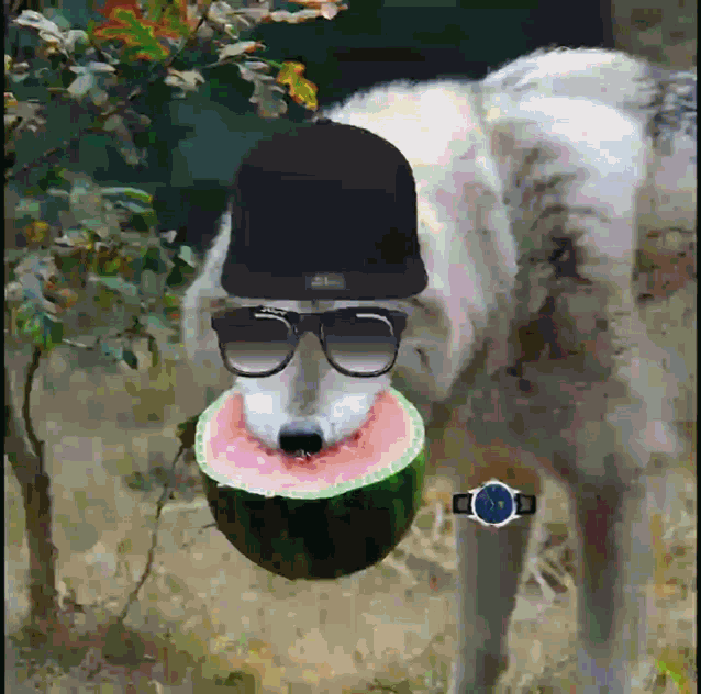 a dog wearing a hat and glasses is eating a watermelon