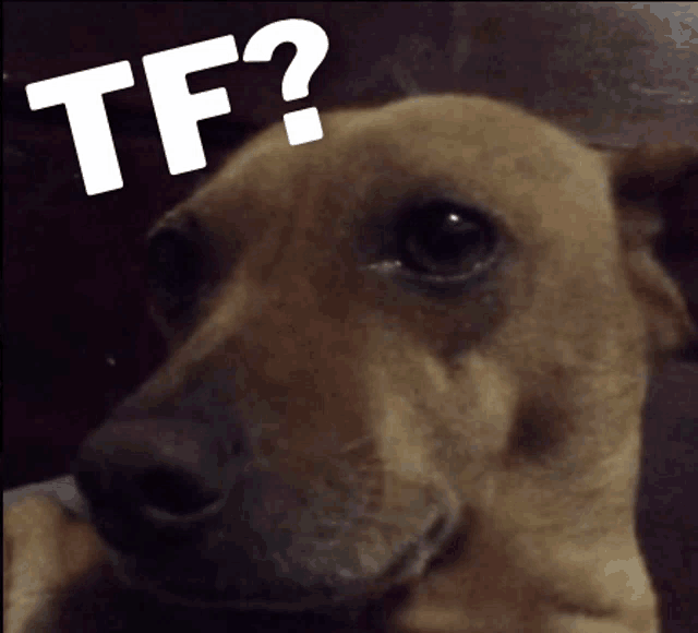 a close up of a dog with the words tf written on it