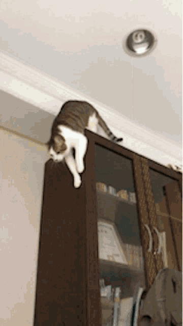 a cat is laying on top of a bookcase with the number 8 on the ceiling above it