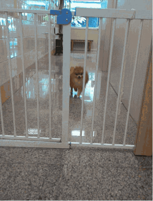 Pup Puppy GIF - Pup Puppy Cute GIFs