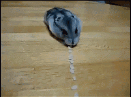 Hungry Feed GIF - Hungry Feed Eat GIFs