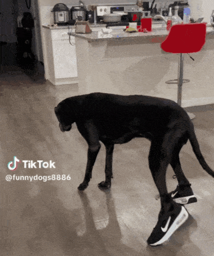 a dog wearing nike air max shoes is standing on a person 's foot in a kitchen