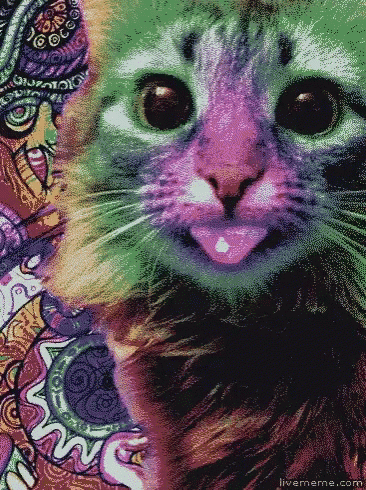 a painting of a cat with the website livememe.com in the bottom right corner