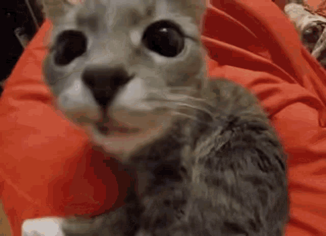 a close up of a gray cat sitting on a red blanket .