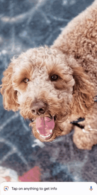Dog Google Lens GIF - Dog Google Lens Google GIFs