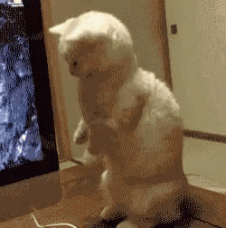 a white cat is standing on its hind legs next to a computer mouse .