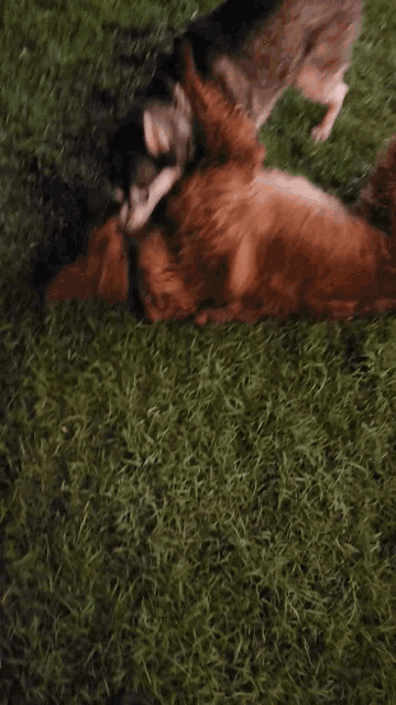 two dogs are playing in the grass and one of them is laying on its back