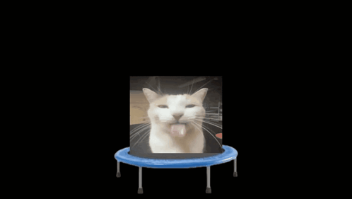 Cat Trampoline GIF - Cat Trampoline Bounce GIFs