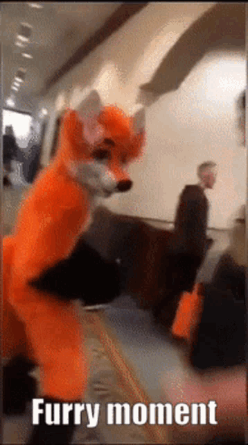 a furry fox in a hallway with the words furry moment written below it