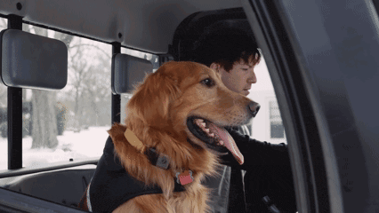 a man driving a truck with a dog in the back