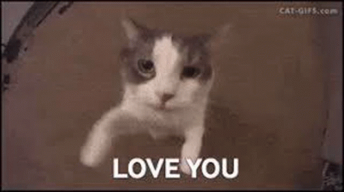 Cute Love You GIF - Cute Love You Cartoon Cat GIFs