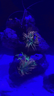 glow in the dark sea anemones are swimming in a blue tank