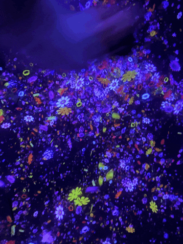purple and yellow flowers are projected on the floor