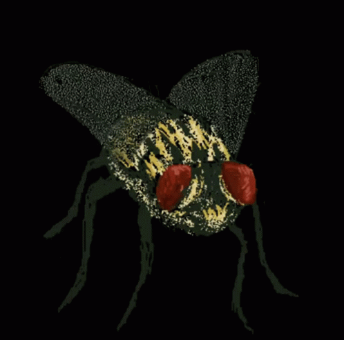 Fly Huge Fy GIF - Fly Huge Fy Blazing Red Eyes GIFs