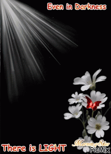 There Is Light Flower GIF - There Is Light Flower Even In Darkness There Is Light GIFs