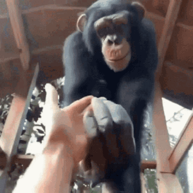 Monkey Lend GIF - Monkey Lend Hand GIFs