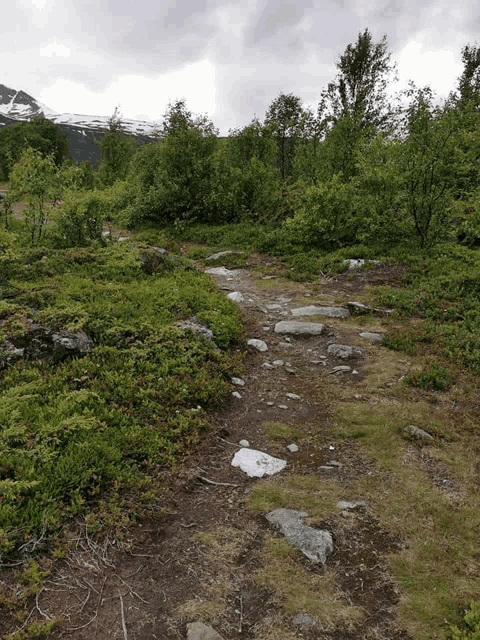 a dirt path going through a lush green forest with a mountain in the background