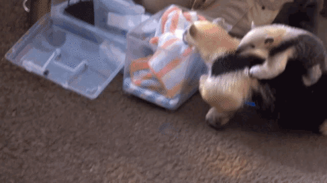 an anteater is laying on the floor next to a plastic box