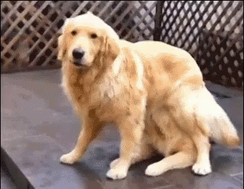 Golden Deceivers GIF - Golden Retriever Dog Dogs GIFs