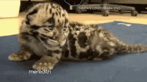 a leopard cub is laying on a blue mat at tampa 's lowry park zoo ..