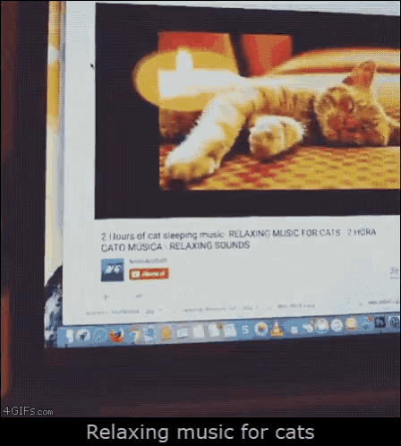 Cat Funny GIF - Cat Funny Meme GIFs