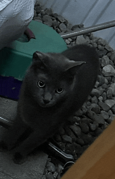 a gray cat is sitting on a rocky surface and looking at the camera