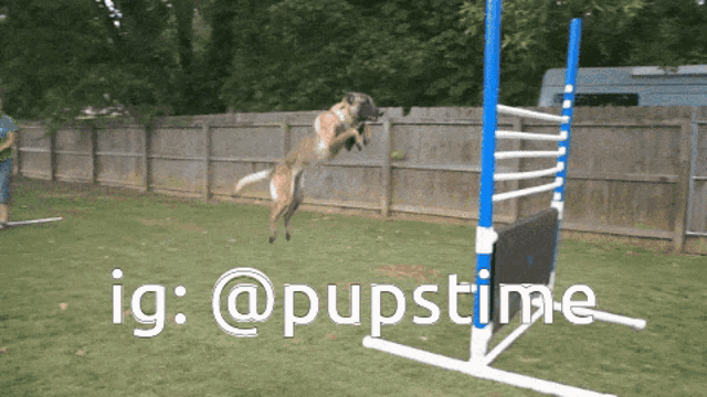 a dog jumping over a hurdle with ig @pupstime written on the bottom