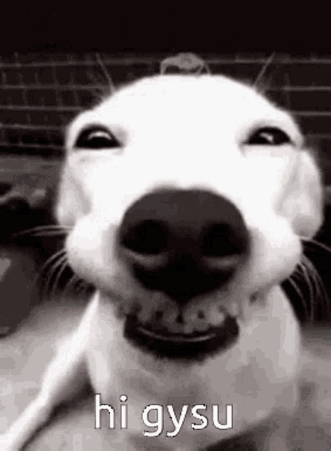 a close up of a white dog 's face with the words `` hi gysu '' written on it .