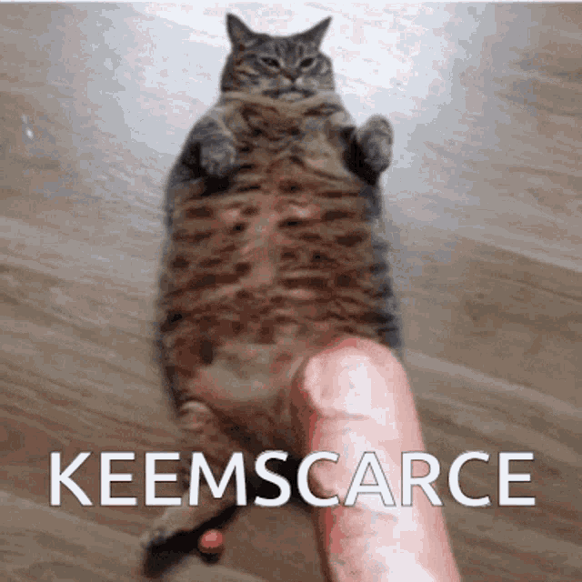 Keemscarce GIF - Keemscarce GIFs