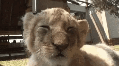 Baby Lion Cub GIF - Baby Lion Cub Sleepy GIFs