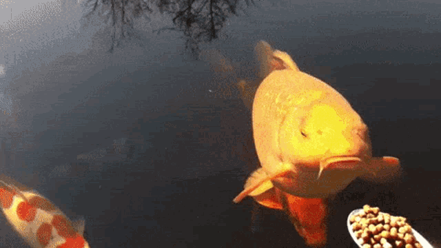Fish Going To Eat GIF - Fish Going To Eat Spoon GIFs