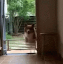 Corgi Dog GIF - Corgi Dog Cute GIFs