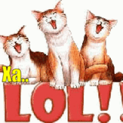 Xaxa Cat GIF - Xaxa Cat Laugh GIFs