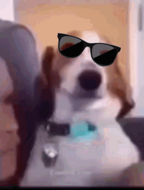 a dog wearing sunglasses is sitting on a couch