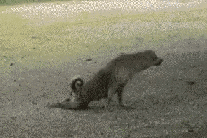 a couple of dogs are standing on top of each other on the ground .