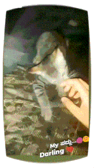 a picture of a person petting a cat with the words my darling below it
