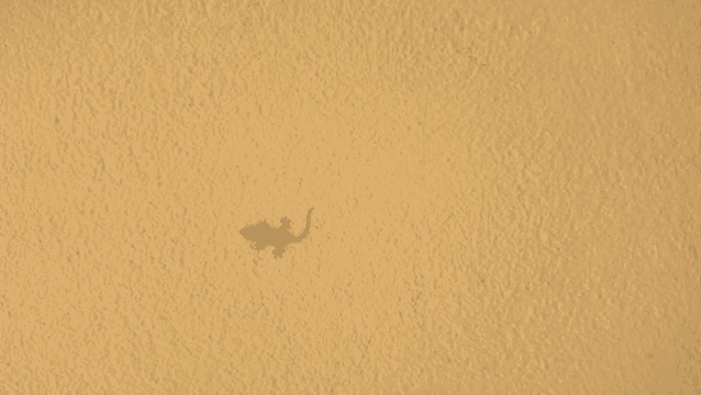 a small lizard is crawling on a wall