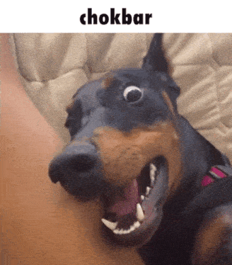 Chokbar Choqué GIF - Chokbar Choqué Chien Choqué GIFs