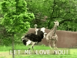 Let Me Love You Animal Love GIF - Let Me Love You Animal Love Chasing GIFs