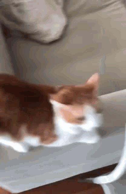 a close up of a cat laying on a couch