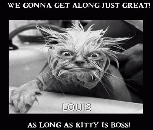 Kitty Whos Boss GIF - Kitty Whos Boss Crazy Cat GIFs