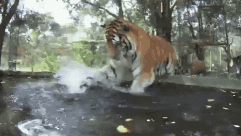 a tiger is jumping into a pond in a zoo .