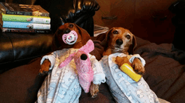 two dachshunds wearing pajamas and pacifiers are laying on a bed next to a stack of dachshund books