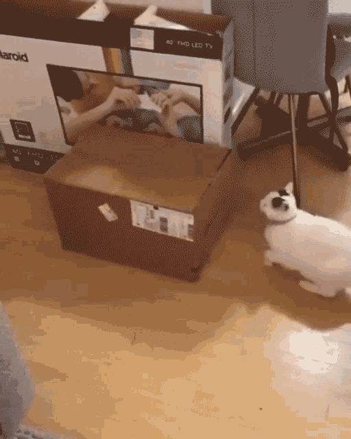 Cat Hiding In The Box Cat GIF - Cat Hiding In The Box Cat Hiding GIFs