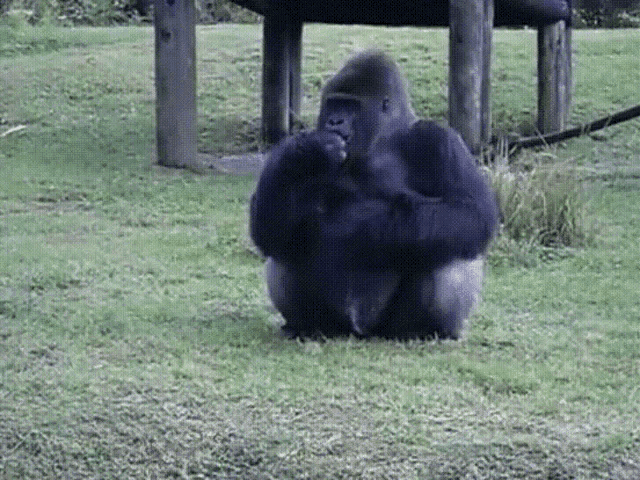 Gorilla Sign GIF - Gorilla Sign Zoo GIFs