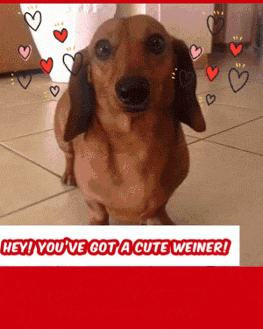 Weiner Dog GIF - Weiner Dog Dachshund GIFs