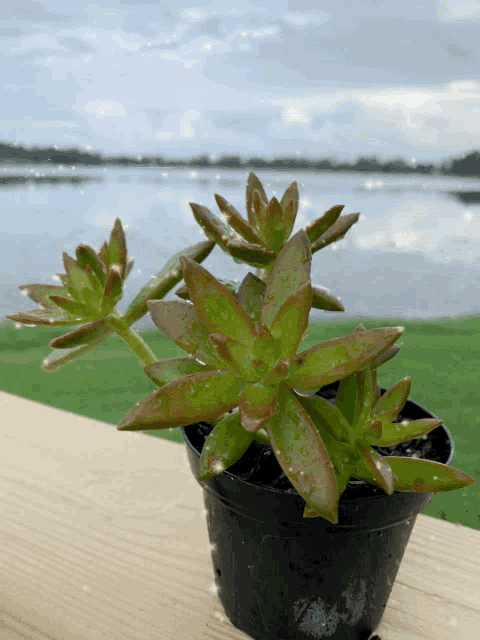 a small plant in a black pot sits on a wooden deck overlooking a lake